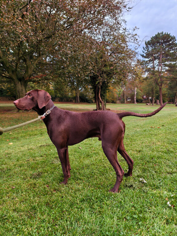 GSP / Weimaraner 1 year old dog