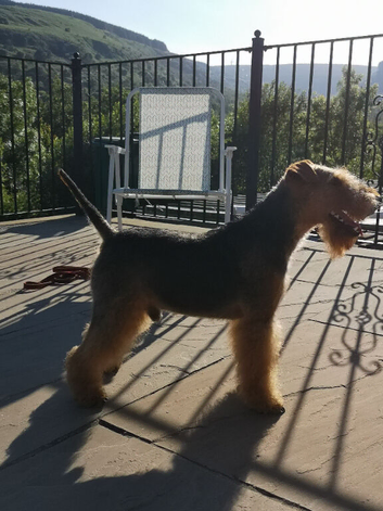 Beautiful Welsh terrior dog at stud