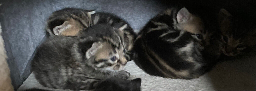 3 beautiful bengal cross kittens