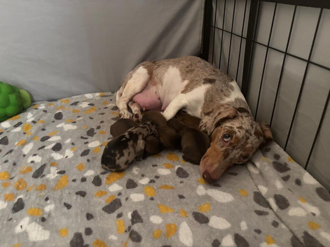 KC REGISTERED MINATURE DACHSHUND