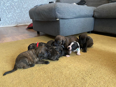 Blue american staffies