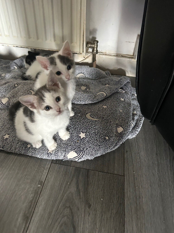 8 week old Kittens&rsquo;s