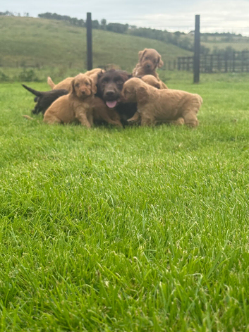 Cockapoo Puppies