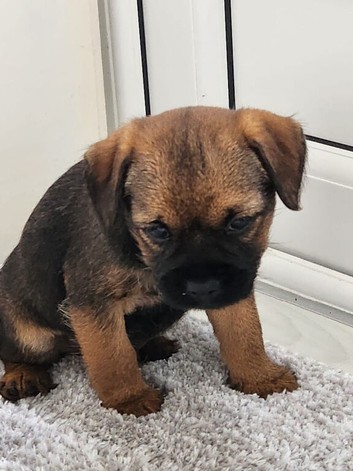 Ready to leave border terrier pups