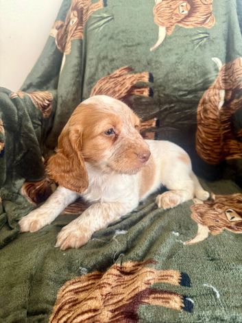 ️ beautiful cocker spaniel puppy&rsquo;s for sale ️