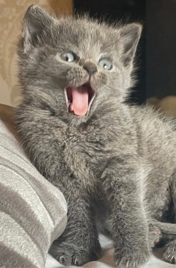 Russian Blue kittens