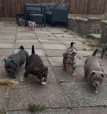 ABKC stunning chunky pocket pups