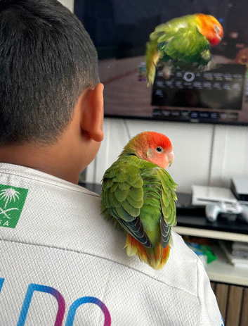 Peach faced love birds