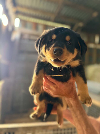 3/4 kelpie puppies