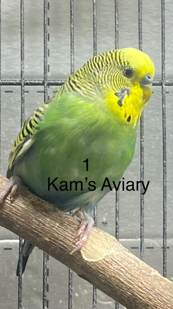 Beautiful Budgie s For Sale