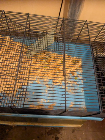 Rodent Cages for sale