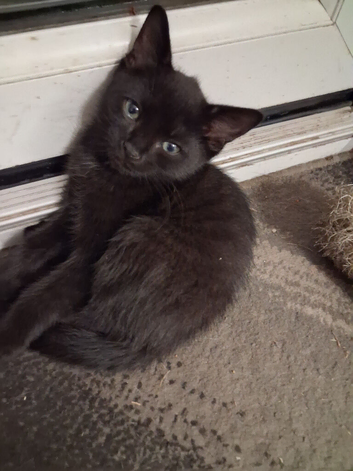 Kittens