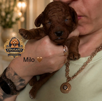 5-star licensed ESPONJOSO Exclusive Half Asian Toy Poodles | August 2026