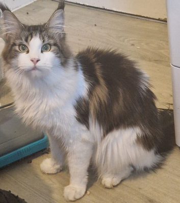 Female maincoon for sale