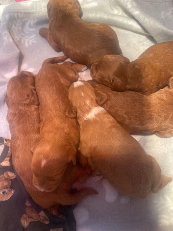 Cockapoo red puppies boy girls