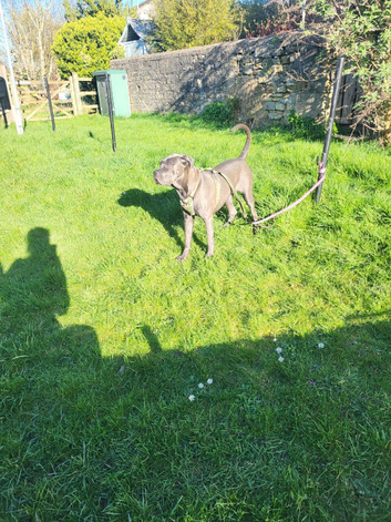 Nearly 9 month old cane corso blue