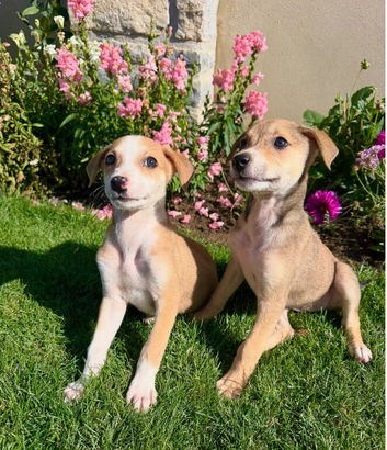 2 beautiful Girls Remaining!!