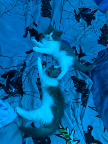 Mixed breed kitten