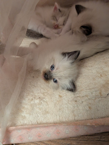 Pedigree Ragdoll mix litter ready 13 October