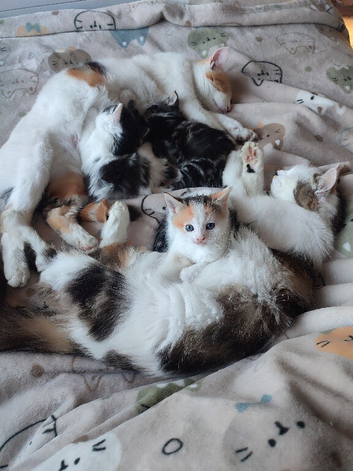 3 Kittens looking for forever home