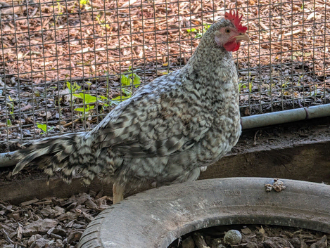Cream legbar cockerel