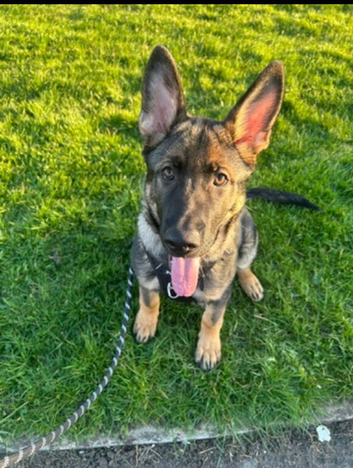 2 year old German shepherd male