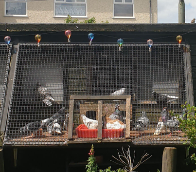 FREE Tumbler x high flyer pigeons