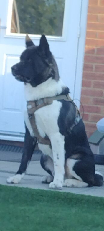 Male American akita for stud