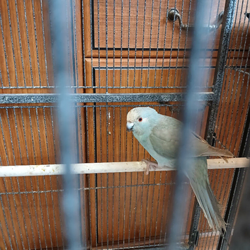 Male Kakariki