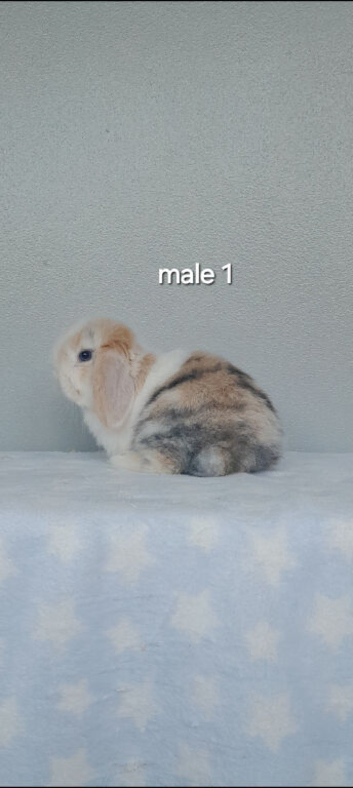Purebred mini lop rabbits