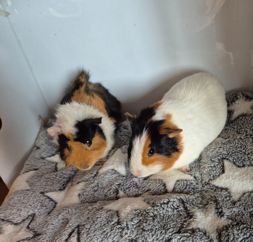 Beautiful Baby Boys Funky & Smooth Coat