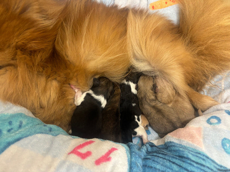 Pomeranian puppies