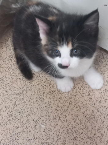 A very beautiful Calico girl , 9 weeks old for sale
