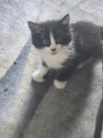 Kittens