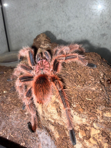 Red Chilean Rose tarantula
