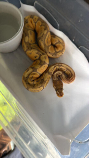 Baby Royal python