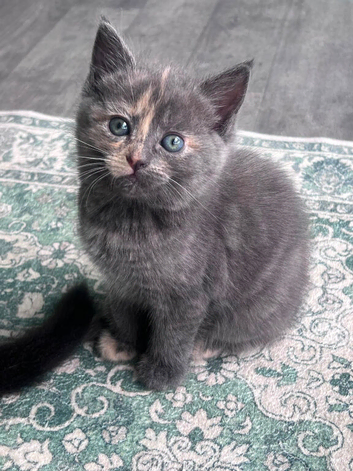 Three gorgeous kittens looking for their forever homes!