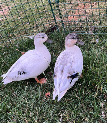 3 pairs of call ducks  available 4 months old