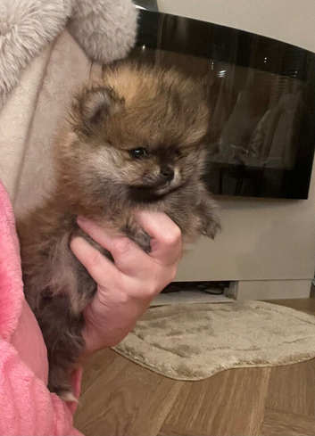 Pomeranian puppy's