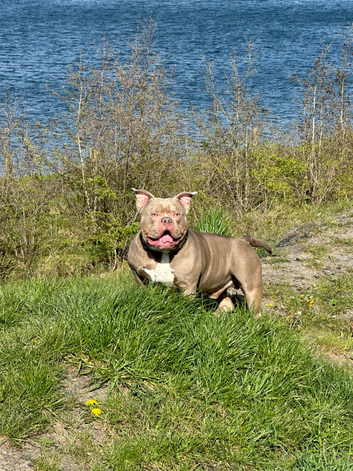 Pocket bully for stud