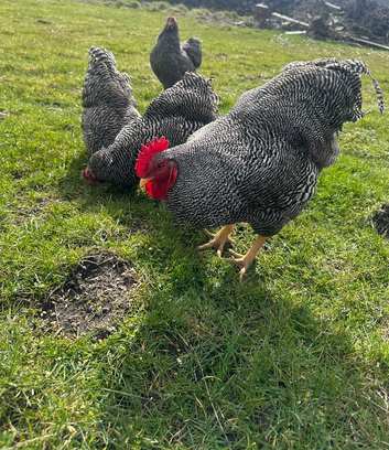 6x hatching eggs - Quality Barred Plymouth Rock