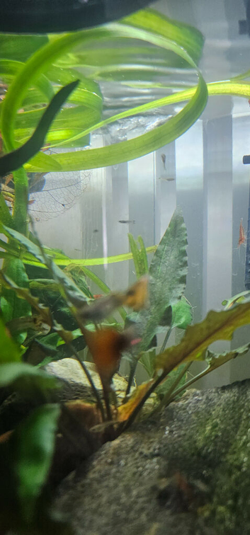 Guppy Fry 50p each