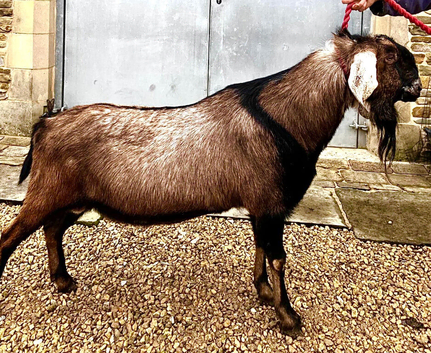 Pedigree Anglo Nubian billy goat