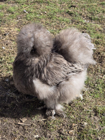 USA Silkie Fertile Hatching Eggs