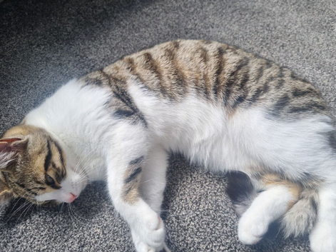 1 year old female cat