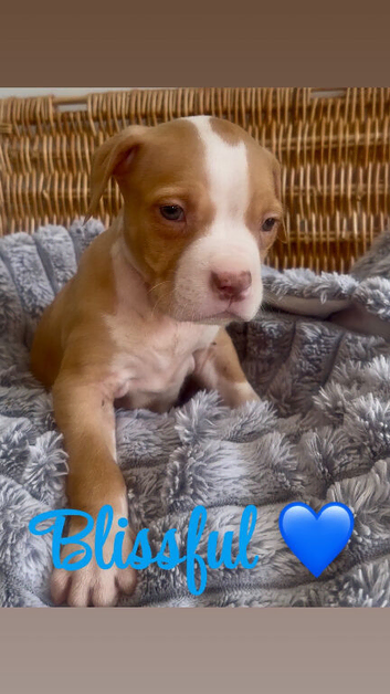 Staffordshire bull terrier puppy&rsquo;s