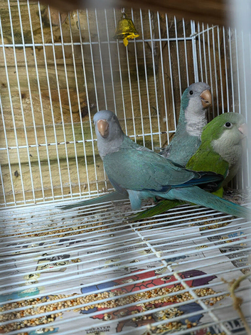 Quakers pair and young