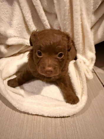 Chihuahua with a drop of Yorkshire terrier