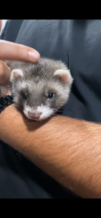 FERRET