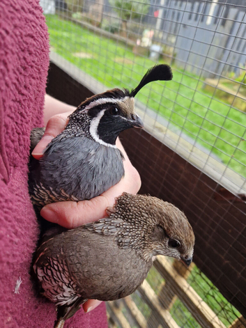 Hatching eggs and chicks